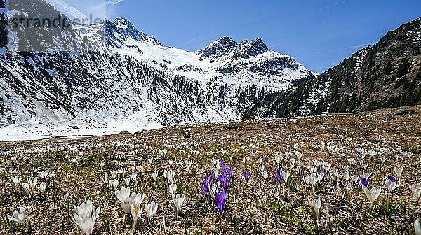 Frühling in den Bergen  weiß und lila Krokuswiese  Neustift im Stubaital  Tirol  Österreich  Europa