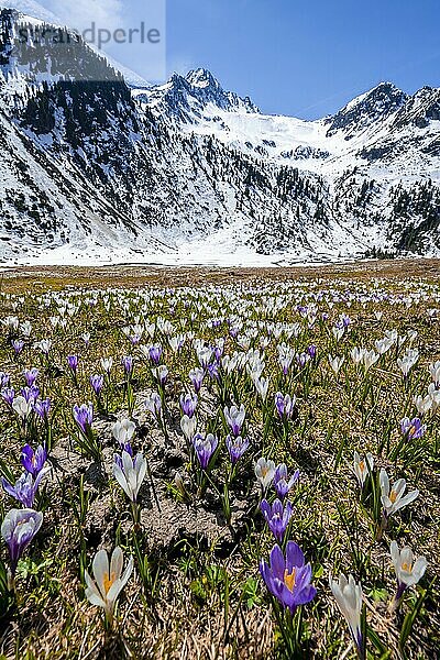 Frühling in den Bergen  weiß und lila Krokuswiese  Neustift im Stubaital  Tirol  Österreich  Europa