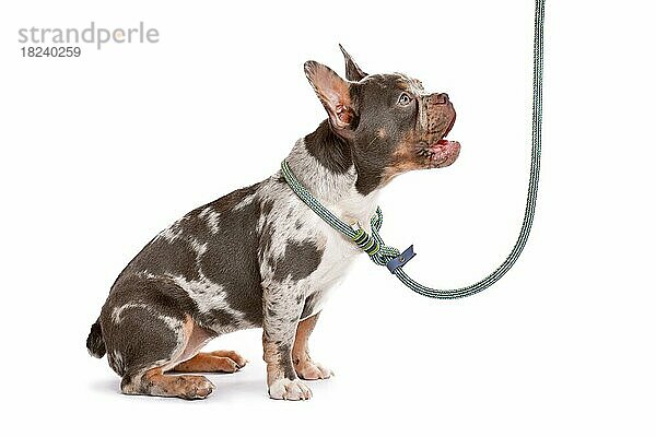 Merle tan Französisch Bulldogge Hund trägt Halsband mit Seil Retriever Leine auf weißem Hintergrund