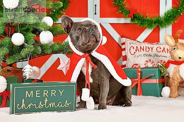 Niedliche junge französische Bulldogge mit rotem Weihnachtsmannumhang vor saisonaler Dekoration