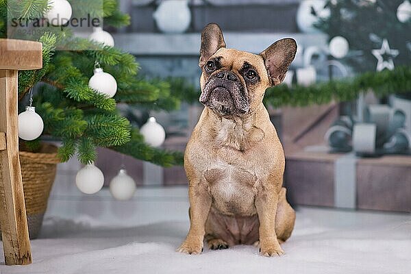 Schöne französische Bulldogge Hund sitzt neben festlichen Weihnachtsbaum mit weißen Kugeln und Geschenk-Boxen in unscharfen Hintergrund