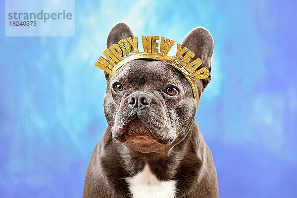 Französische Bulldogge  die ein Stirnband mit dem Text Frohes neues Jahr vor einem blauen Hintergrund trägt