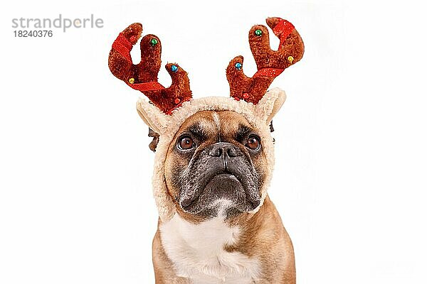 Französische Bulldogge Hund mit Weihnachten Rentiergeweih Kostüm auf weißem Hintergrund