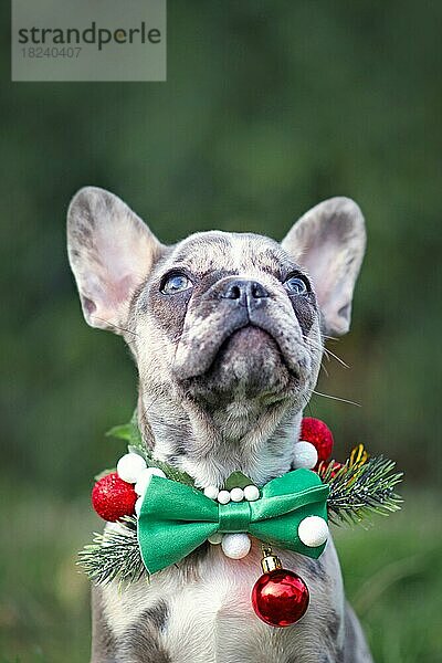 Kleiner merlefarbener französischer Bulldoggenhundwelpe  der ein saisonales Weihnachtshalsband mit grüner Fliege trägt und auf einem unscharfen Hintergrund mit Kopierraum nach oben schaut