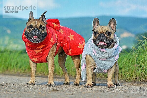 Zwei französische Bulldoggen tragen warme Winterkleidung in Form eines Bademantels aus Fleece-Stoff mit Sternenmuster