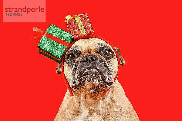 Niedliche Französische Bulldogge mit Weihnachtsgeschenk-Box Stirnband auf rotem Hintergrund