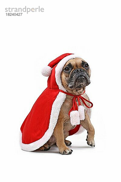 Rehbraune französische Bulldogge mit rotem Weihnachtsmannumhang vor weißem Hintergrund