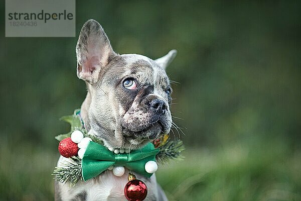 Lustige merle farbigen Französisch Bulldogge Hundewelpen tragen saisonale Weihnachten Kragen mit grüner Fliege auf unscharfen Hintergrund mit Kopie Raum