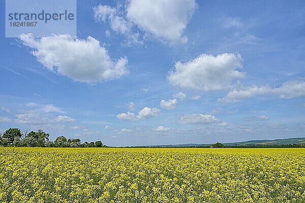 Rapsfeld  Blüte  Wolken  Frühling  Kyffhäuser  Kyffhäuserland  Thüringen  Deutschland  Europa