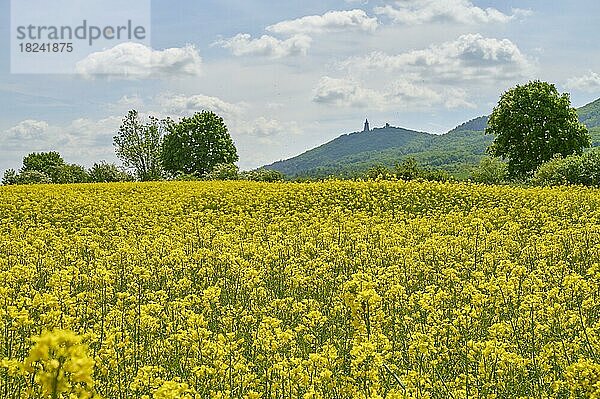 Rapsfeld  Blüte  Frühling  Kyffhäuser  Kyffhäuser Denkmal  Kyffhäuserland  Thüringen  Deutschland  Europa