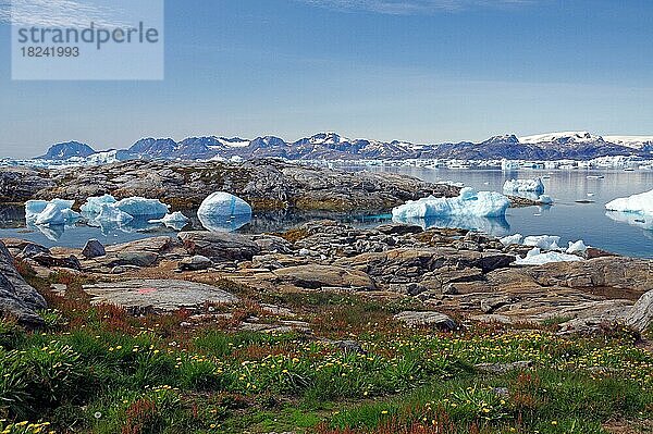 Eisberge spiegeln sich in einem Fjord  blühende Wiese  Stille  Ruhe  karge Landschaft  Schlittenhund  Eisjord  Ostgrönland  Nordamerika  Tiniteqilaaq  Tasilaq  Arktis  Grönland  Dänemark  Nordamerika