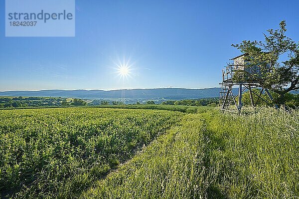 Landschaft  Jagdkanzel  Weg  Feld  Sonne  Frühling  Großheubach  Untermain  Spessart  Bayern  Deutschland  Europa