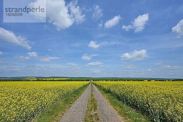 Schotterweg  Rapsfeld  Blüte  Wolken  Frühling  Kyffhäuser  Kyffhäuserland  Thüringen  Deutschland  Europa