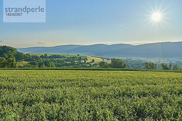 Landschaft  Sojafeld  Sonne  Frühling  Großheubach  Untermain  Spessart  Bayern  Deutschland  Europa