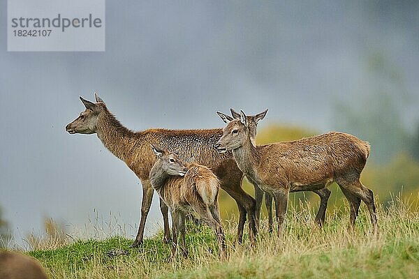 Rothirsch (Cervus elaphus) Hirschkuh in den Alpen  Herbst  Wildpark Aurach  Kitzbühel  Österreich  Europa