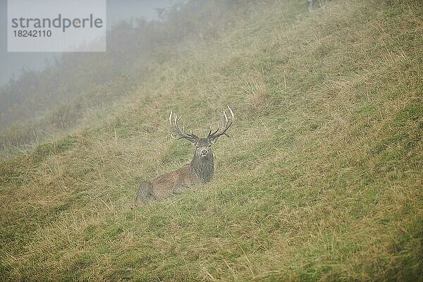 Rothirsch (Cervus elaphus) Männchen in der Brunft  bei Nebel in den Alpen  Herbst  Wildpark Aurach  Kitzbühel  Österreich  Europa