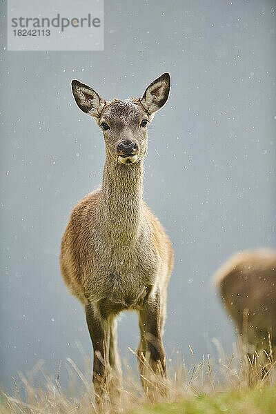 Rothirsch (Cervus elaphus) Hirschkuh bei Nebel in den Alpen  Herbst  Wildpark Aurach  Kitzbühel  Österreich  Europa