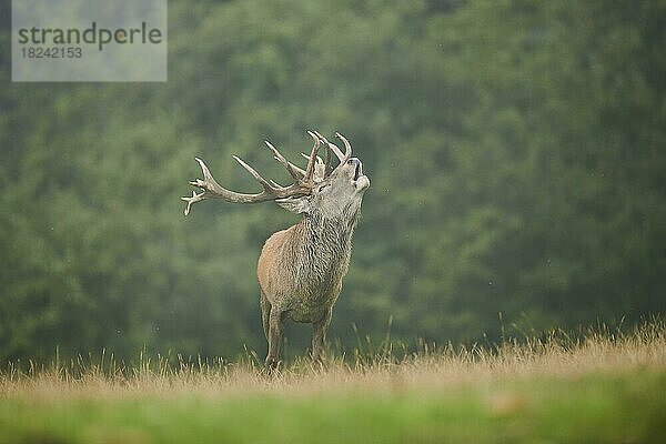 Rothirsch (Cervus elaphus) Männchen in der Brunft  bei Nebel in den Alpen  Herbst  Wildpark Aurach  Kitzbühel  Österreich  Europa