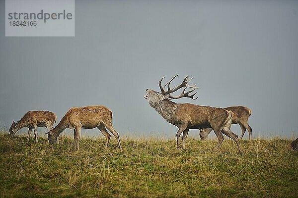 Rothirsch (Cervus elaphus) Rudel in der Brunft  bei Nebel in den Alpen  Herbst  Wildpark Aurach  Kitzbühel  Österreich  Europa