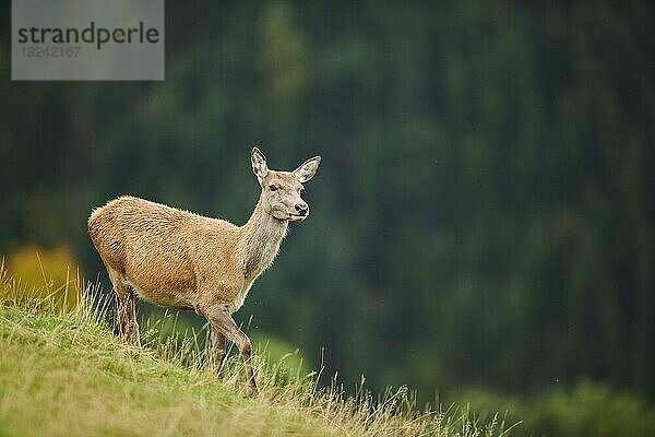 Rothirsch (Cervus elaphus) Hirschkuh in den Alpen  Herbst  Wildpark Aurach  Kitzbühel  Österreich  Europa