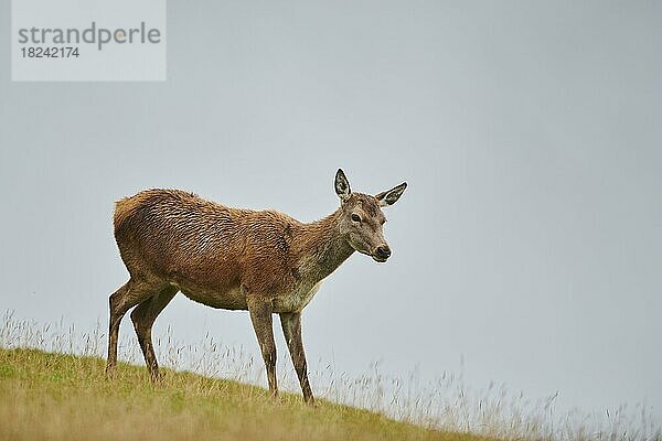 Rothirsch (Cervus elaphus) Hirschkuh bei Nebel in den Alpen  Herbst  Wildpark Aurach  Kitzbühel  Österreich  Europa