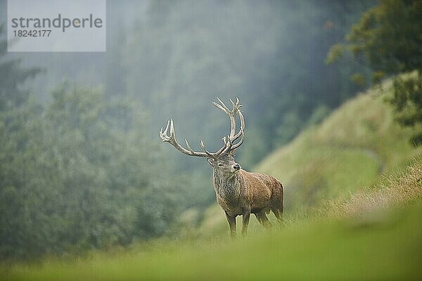 Rothirsch (Cervus elaphus) Männchen in der Brunft  bei Nebel in den Alpen  Herbst  Wildpark Aurach  Kitzbühel  Österreich  Europa