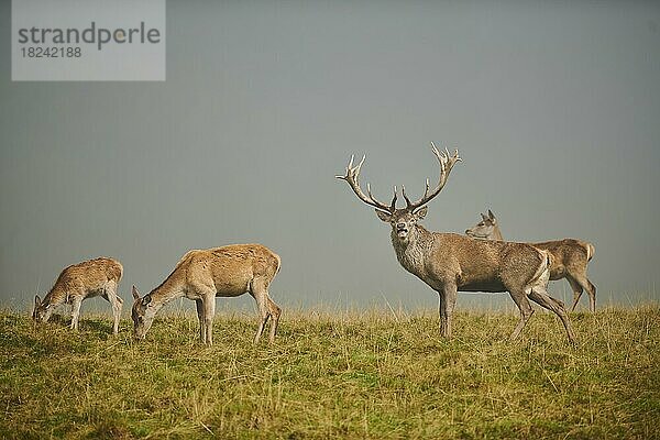 Rothirsch (Cervus elaphus) Rudel in der Brunft  bei Nebel in den Alpen  Herbst  Wildpark Aurach  Kitzbühel  Österreich  Europa