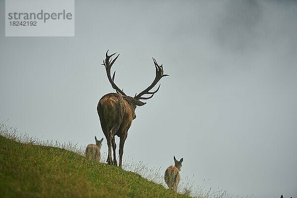 Rothirsch (Cervus elaphus) Männchen in der Brunft  bei Nebel in den Alpen  Herbst  Wildpark Aurach  Kitzbühel  Österreich  Europa