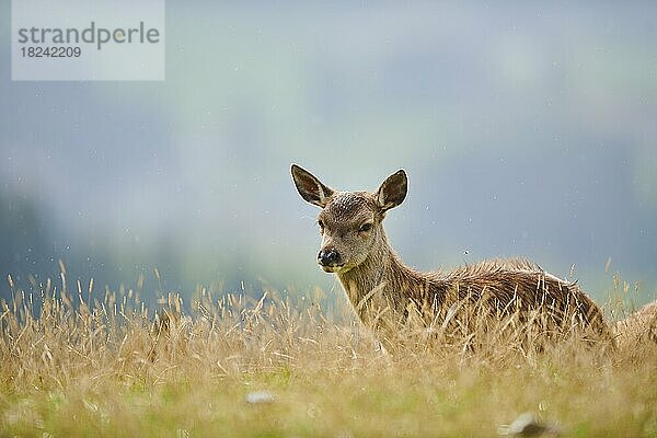 Rothirsch (Cervus elaphus) Hirschkalb in den Alpen  Herbst  Wildpark Aurach  Kitzbühel  Österreich  Europa