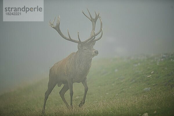 Rothirsch (Cervus elaphus) Männchen in der Brunft  bei Nebel in den Alpen  Herbst  Wildpark Aurach  Kitzbühel  Österreich  Europa