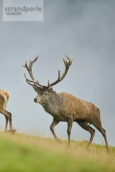 Rothirsch (Cervus elaphus) Männchen bei der Brunft in den Alpen  Herbst  Wildpark Aurach  Kitzbühel  Österreich  Europa