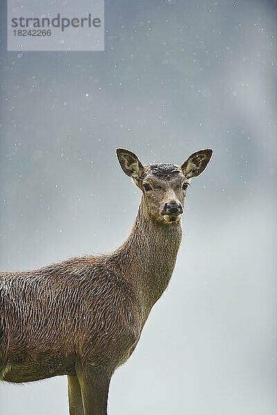 Rothirsch (Cervus elaphus) Hirschkuh bei Nebel in den Alpen  Herbst  Wildpark Aurach  Kitzbühel  Österreich  Europa