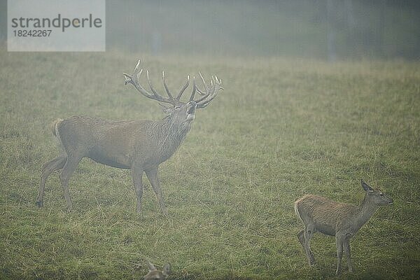 Rothirsch (Cervus elaphus) Männchen in der Brunft  bei Nebel in den Alpen  Herbst  Wildpark Aurach  Kitzbühel  Österreich  Europa