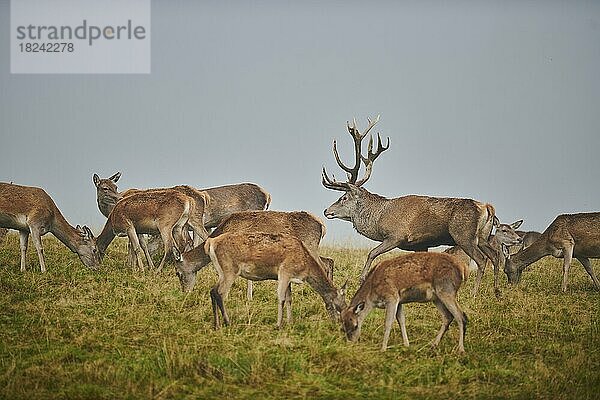 Rothirsch (Cervus elaphus) Rudel in der Brunft  bei Nebel in den Alpen  Herbst  Wildpark Aurach  Kitzbühel  Österreich  Europa