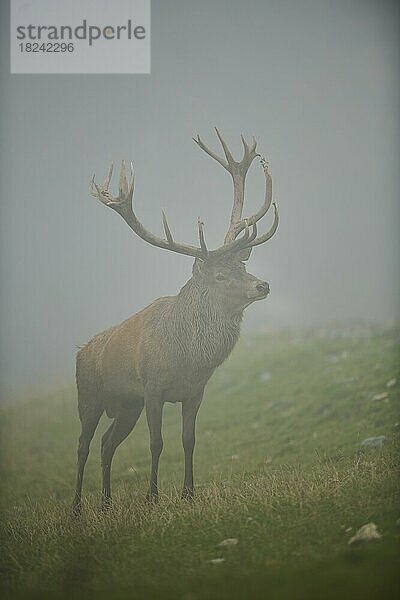 Rothirsch (Cervus elaphus) Männchen in der Brunft  bei Nebel in den Alpen  Herbst  Wildpark Aurach  Kitzbühel  Österreich  Europa