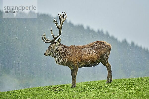 Rothirsch (Cervus elaphus) Männchen in der Brunft  bei Nebel in den Alpen  Herbst  Wildpark Aurach  Kitzbühel  Österreich  Europa