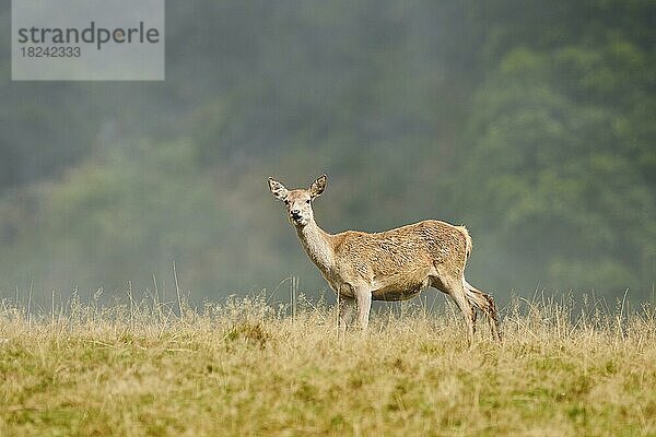 Rothirsch (Cervus elaphus) Hirschkuh bei Nebel in den Alpen  Herbst  Wildpark Aurach  Kitzbühel  Österreich  Europa