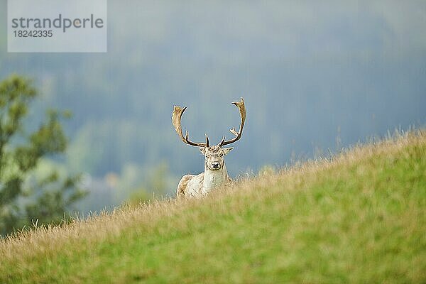 Damhirsch (Dama dama) Männchen  in den Alpen bei Nebel  Herbst  Wildpark Aurach  Kitzbühel  Österreich  Europa