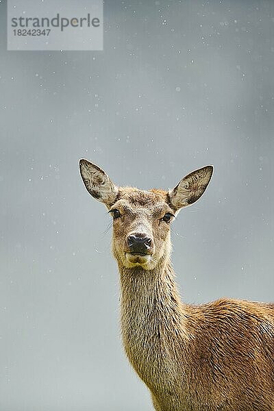 Rothirsch (Cervus elaphus) Hirschkuh bei Nebel in den Alpen  Herbst  Wildpark Aurach  Kitzbühel  Österreich  Europa