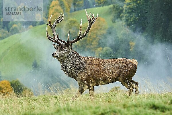 Rothirsch (Cervus elaphus) Männchen in der Brunft  bei Nebel in den Alpen  Herbst  Wildpark Aurach  Kitzbühel  Österreich  Europa