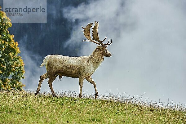 Damhirsch (Dama dama) Männchen  Albino  in den Alpen bei Nebel  Herbst  Wildpark Aurach  Kitzbühel  Österreich  Europa