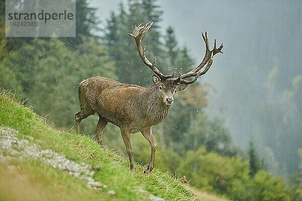 Rothirsch (Cervus elaphus) Männchen bei der Brunft in den Alpen  Herbst  Wildpark Aurach  Kitzbühel  Österreich  Europa