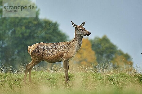 Rothirsch (Cervus elaphus) Hirschkuh bei Nebel in den Alpen  Herbst  Wildpark Aurach  Kitzbühel  Österreich  Europa