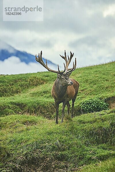 Rothirsch (Cervus elaphus) Männchen bei der Brunft in den Alpen  Herbst  Wildpark Aurach  Kitzbühel  Österreich  Europa