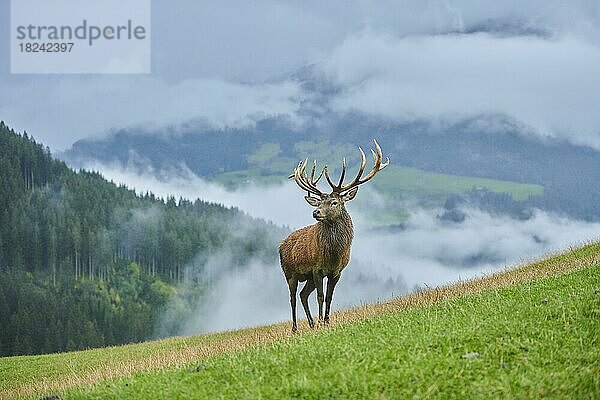 Rothirsch (Cervus elaphus) Männchen in der Brunft  bei Nebel in den Alpen  Herbst  Wildpark Aurach  Kitzbühel  Österreich  Europa