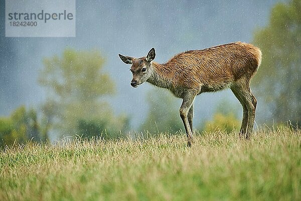 Rothirsch (Cervus elaphus) Hirschkalb in den Alpen  Herbst  Wildpark Aurach  Kitzbühel  Österreich  Europa