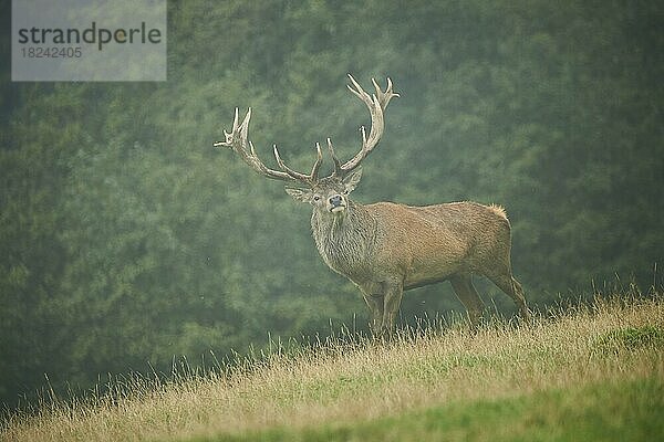 Rothirsch (Cervus elaphus) Männchen in der Brunft  bei Nebel in den Alpen  Herbst  Wildpark Aurach  Kitzbühel  Österreich  Europa