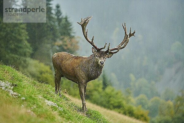 Rothirsch (Cervus elaphus) Männchen bei der Brunft in den Alpen  Herbst  Wildpark Aurach  Kitzbühel  Österreich  Europa