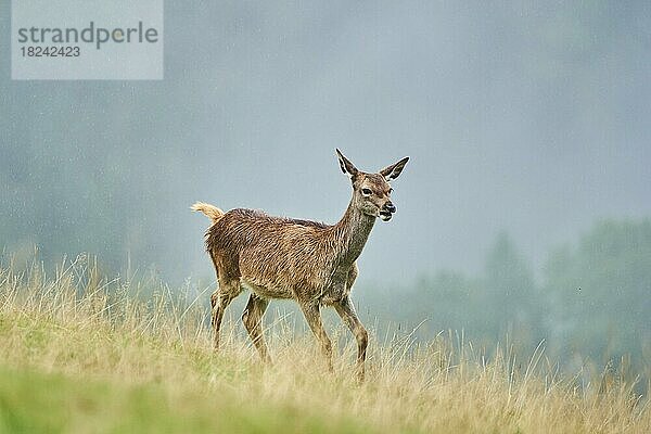 Rothirsch (Cervus elaphus) Hirschkalb in den Alpen  Herbst  Wildpark Aurach  Kitzbühel  Österreich  Europa