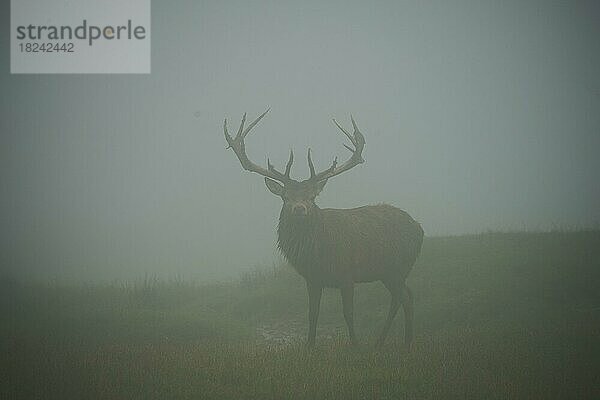 Rothirsch (Cervus elaphus) Männchen in der Brunft  bei Nebel in den Alpen  Herbst  Wildpark Aurach  Kitzbühel  Österreich  Europa